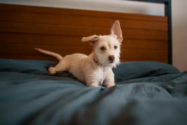 犬が頻繁に口をくちゃくちゃさせるようになった時の観察ポイント
