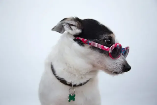 犬が首を振りながら歩く行動の異常判断ポイント