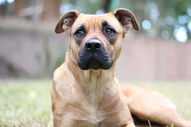 犬の前足が震えるとき、何を見て判断すべきか