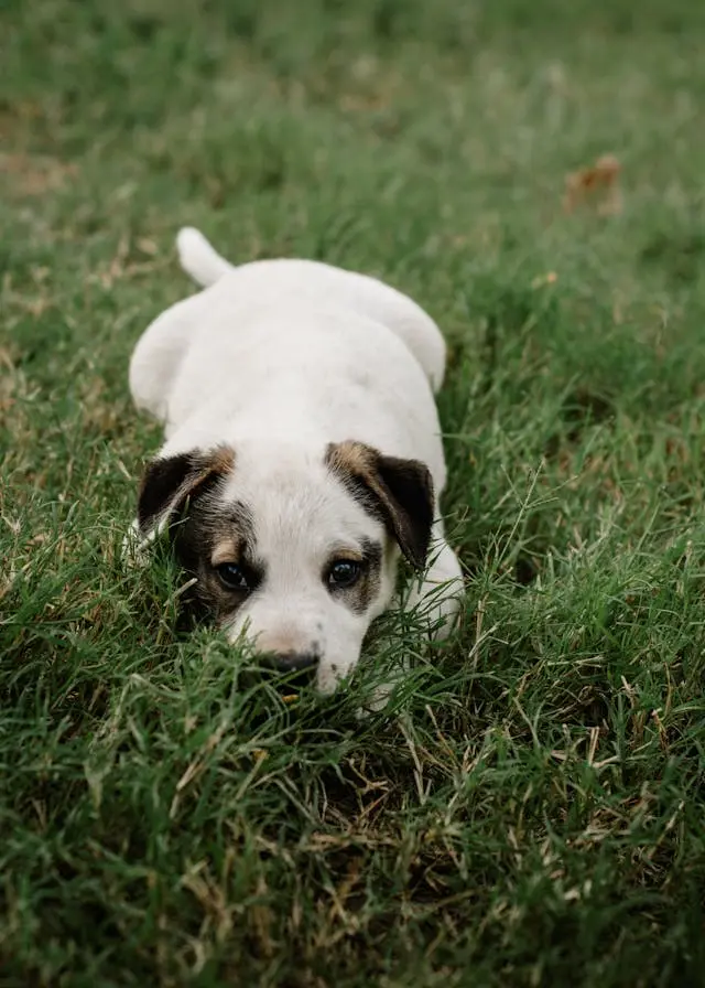 犬が噛むおもちゃを嫌がるようになったときの歯根の炎症チェック