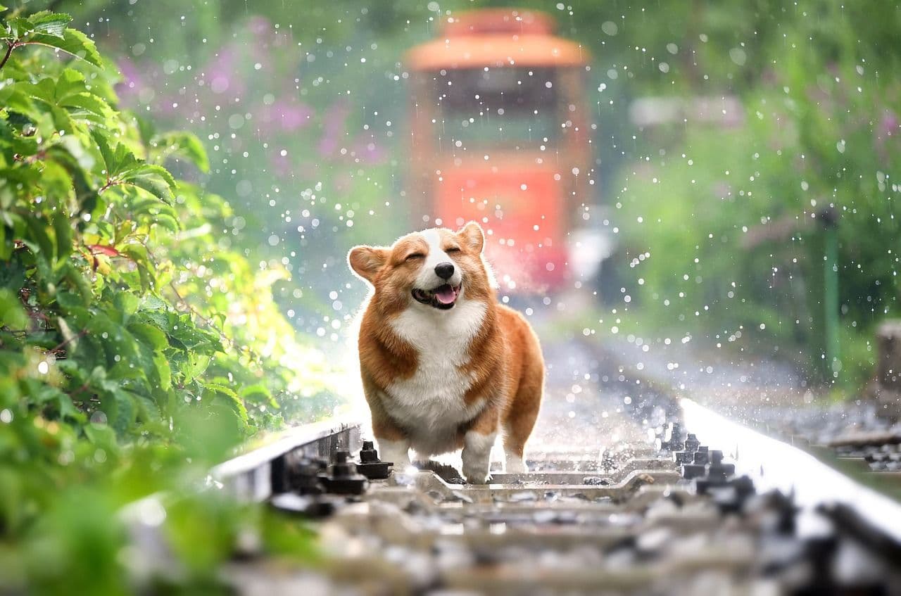 愛犬の分離不安を克服!安心して留守番