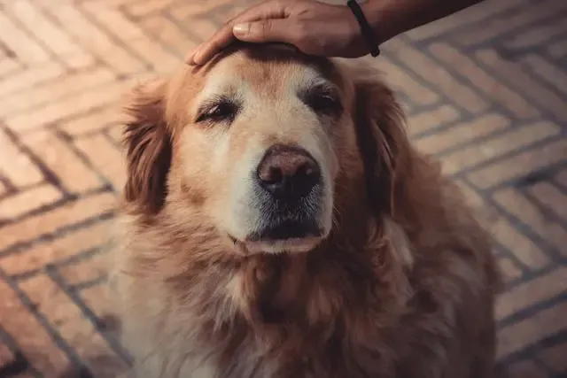 愛犬が座ったまま動かなくなる時