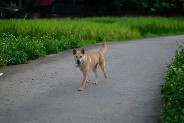 犬が留守番後に家具の配置を執拗に嗅ぐようになったら