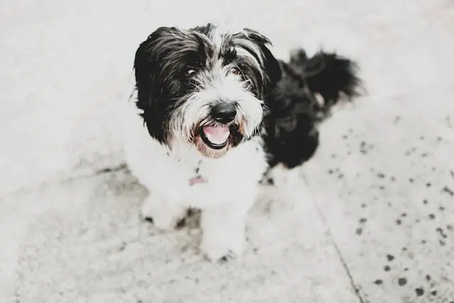 犬の耳から黒い汚れが出るときの原因と掃除の注意点