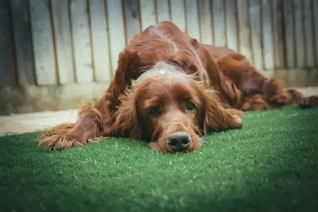 犬の首がかゆい・皮膚が赤い:アレルギーや皮膚炎の見分け