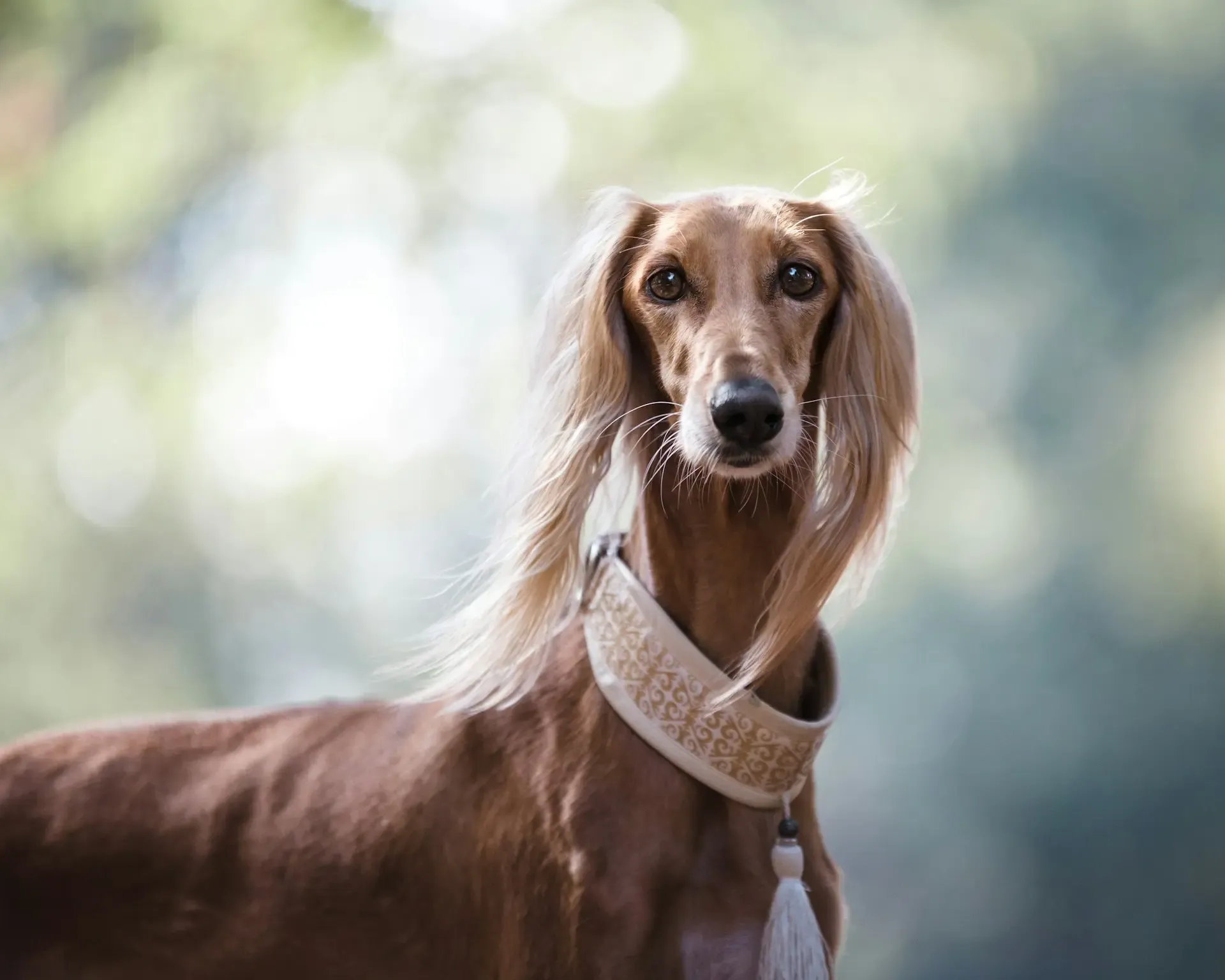 犬の爪の色が変わる・割れる:原因とケアの注意点
