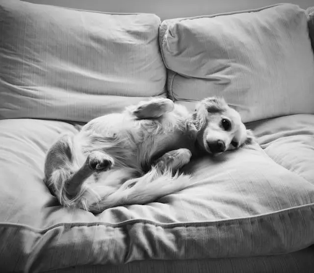 犬が特定のおやつを食べた後に落ち着かなくなるときの行動型アレルギー反応