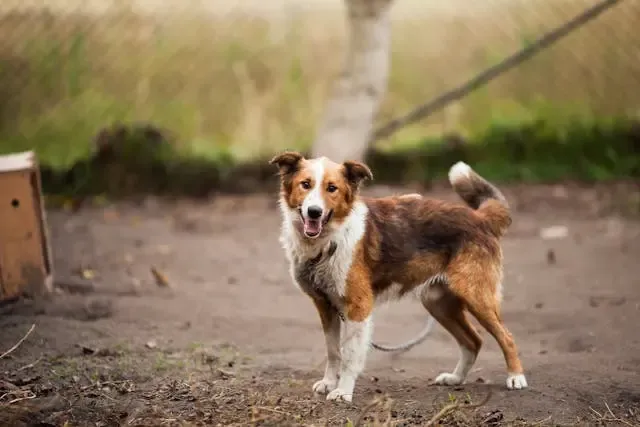 犬が床に鼻をつけたまま動かない時に疑うべき状態