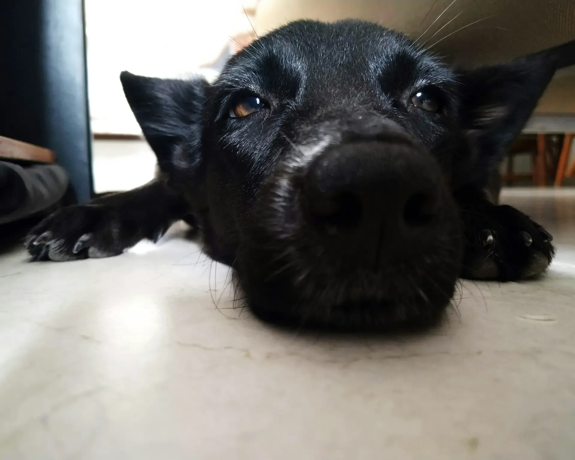 犬が喜ぶ簡単クッキー—2材料だけで作れるレシピ