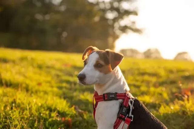 犬が急にぬいぐるみに執着するようになった行動の裏側