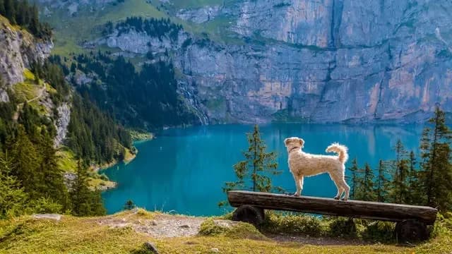犬が夜に遠吠えを始めた時の心理的背景とは?