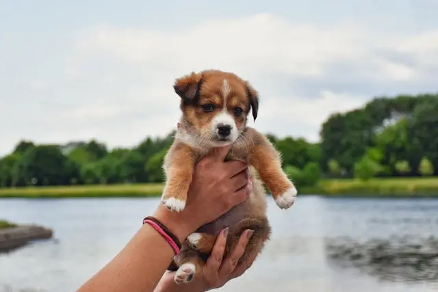 犬の涙やけの原因と改善方法:食事・ケア・環境