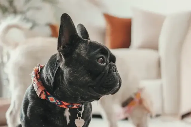 犬の目の奥がギラついて見えると感じたら