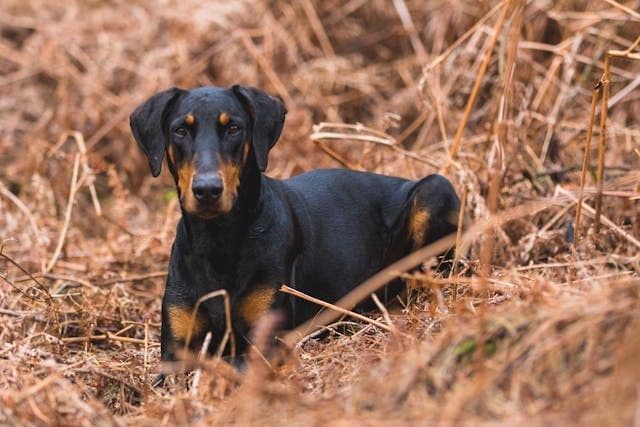 梅雨入りのタイミングで犬が寝床を変え続ける行動の心理とは?