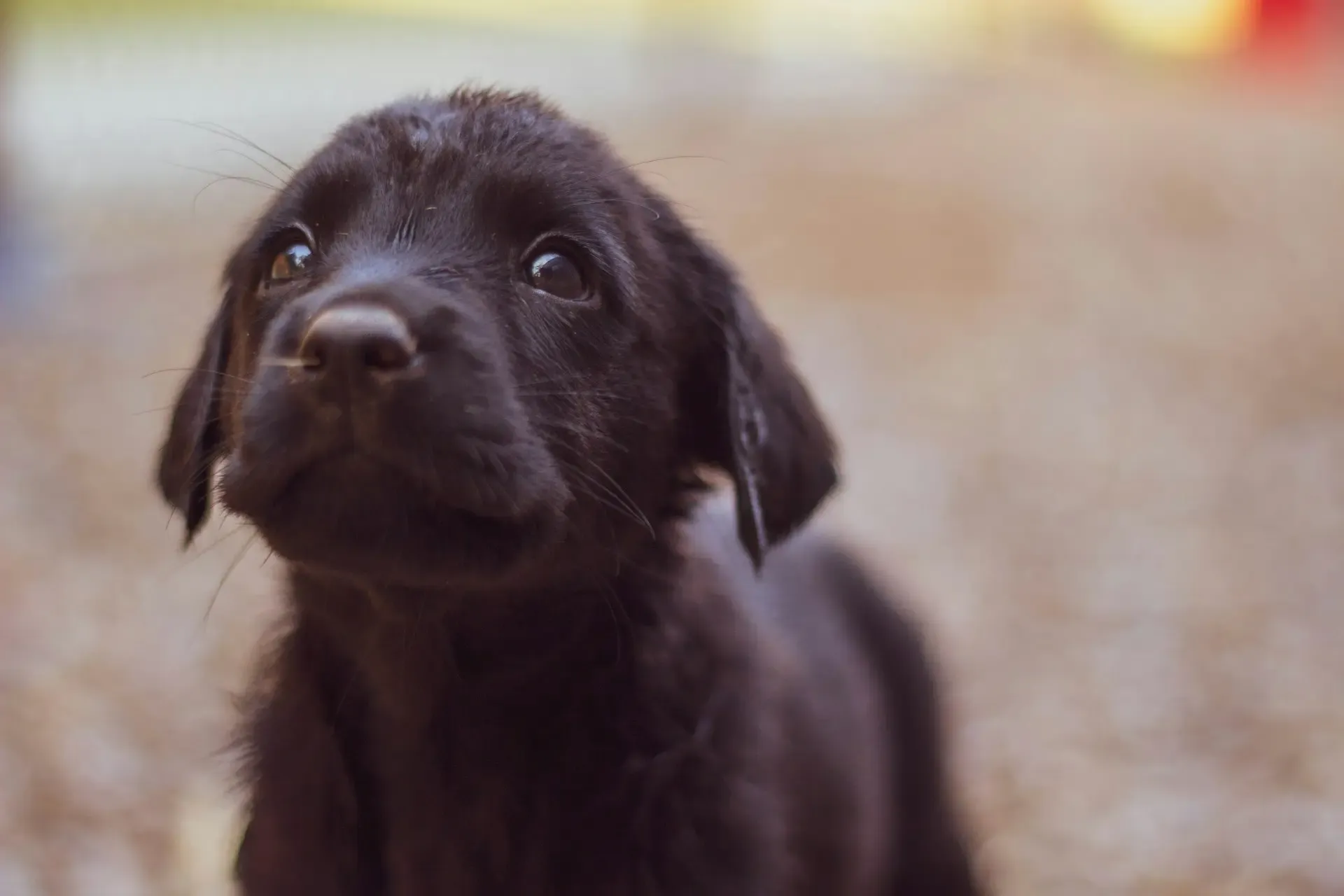 犬がベッドの下に隠れる行動が増えたときに疑うべきこと