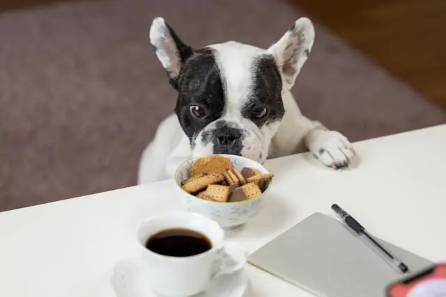 愛犬が口をクチャクチャし続けるようになったときのストレスとの関係