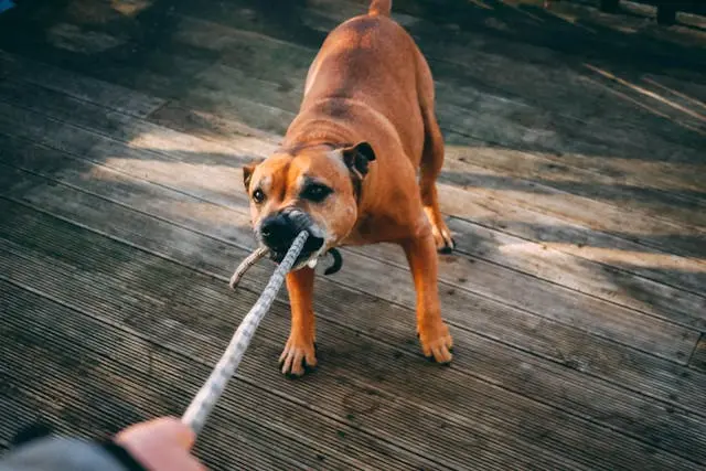 犬が背中を地面に擦り付けるようになったら?肛門腺トラブルの兆候