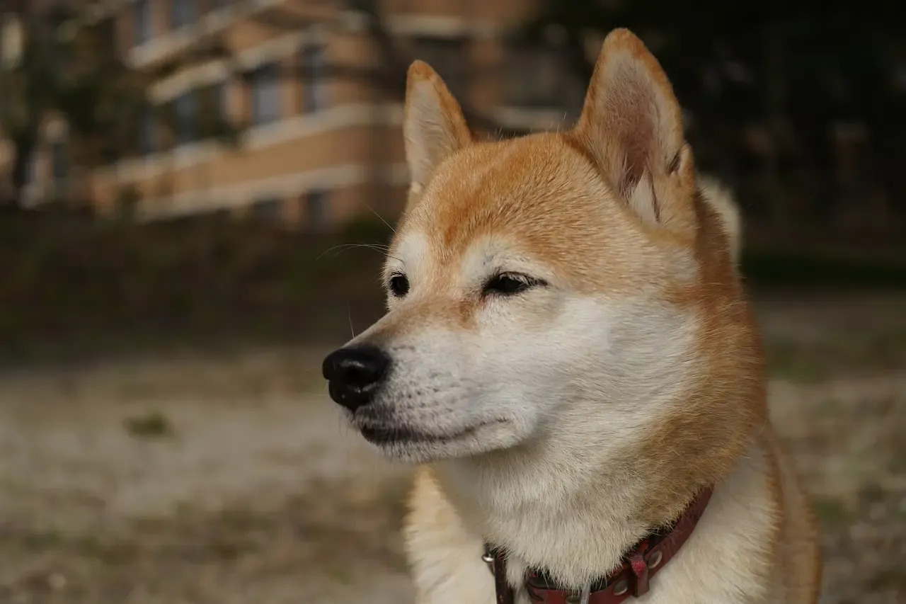 愛犬の白内障予防に予防は?科学的根拠に基づく予防策を解説