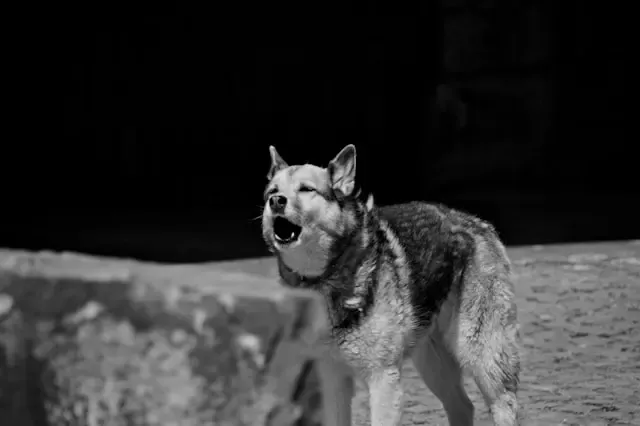 犬の耳が左右で温度差がある時に考えられる症状