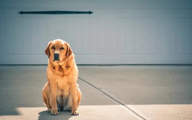 犬がふらつきながら歩くようになったら疑うべき神経疾患とは?