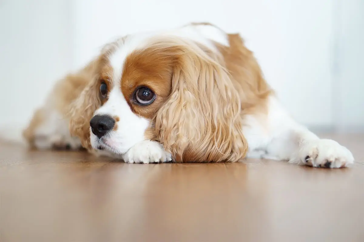 犬が食後に走り回るのは大丈夫?消化・ストレスの見直しと対策