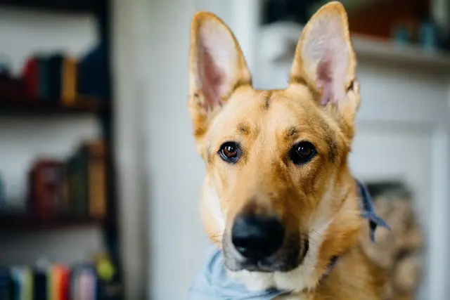 犬がぬいぐるみを持ち歩く:安心行動かストレスか見極め