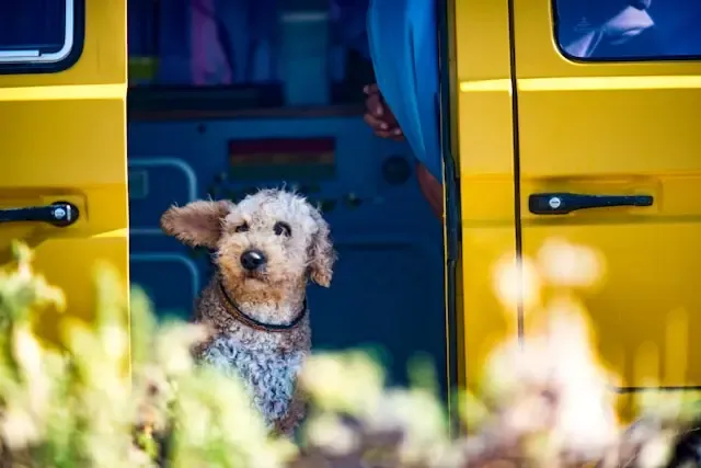 犬が鼻水を出す・くしゃみをする:アレルギーと感染症の違い