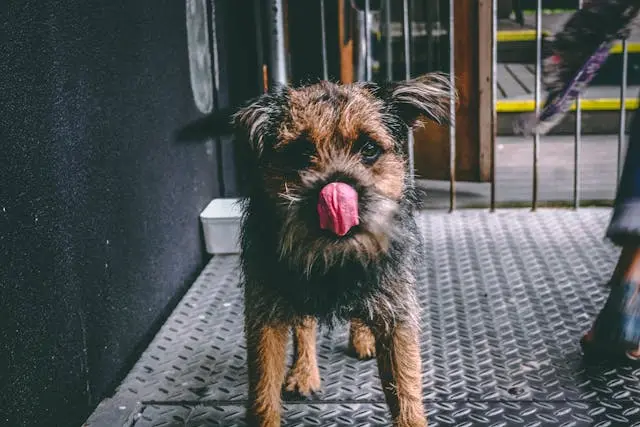 犬が寝ているのに急に目だけを左右に動かすようになったときの神経症状