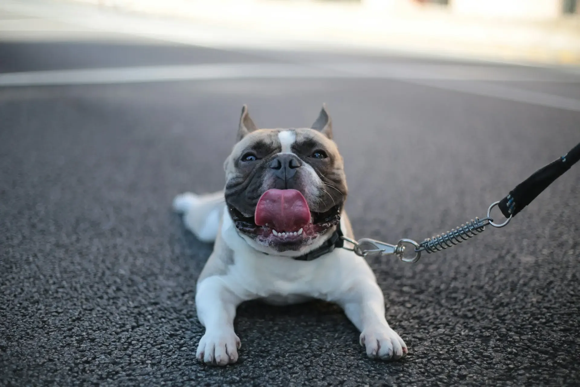 話題のCBDオイルは愛犬に使える?効果と安全性