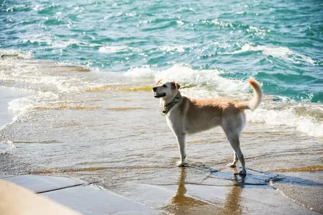 犬が鼻をしきりに床にこすりつけるようになったときの感覚異常