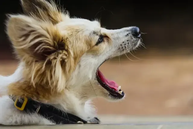 犬がずっと一点を見つめている行動の心理的要因とは?