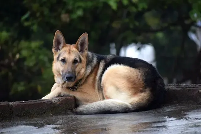 愛犬が名前を呼ばれても耳だけ動かす行動の意味