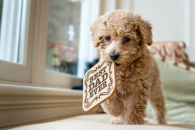 犬が太りすぎている:肥満のリスクと減量プラン