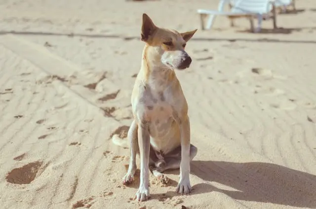犬が寝室に入りたがるのをやめさせたい時の境界づくりの工夫