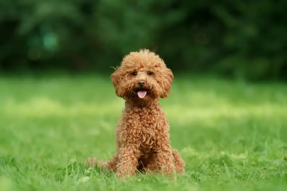 犬が短時間で場所を転々と変えながら寝ようとする行動の意味