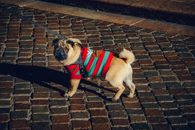 犬が来客の声だけに反応して吠えるようになったときのトーン慣れ訓練法