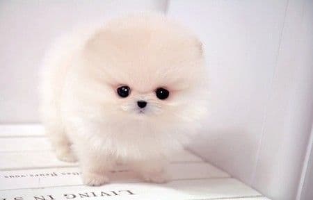 エアコンの風を避け続ける愛犬が見せる行動パターンとは