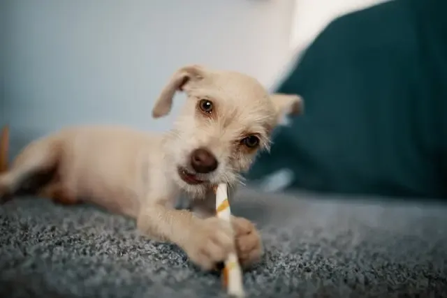 愛犬が飲み水を吐き出すようになった時の胃腸以外の可能性