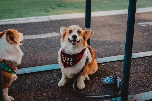 犬が夜の散歩でしか吠えないようになったら見るべき視覚環境