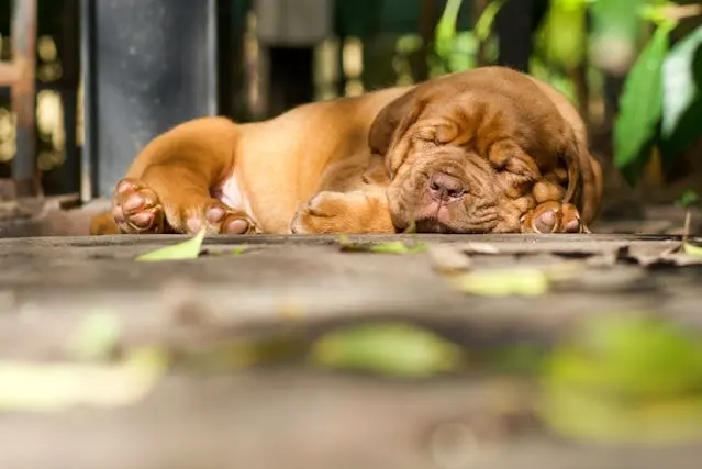 犬が特定の季節にだけかゆがるようになったら?季節性アレルギーの見極め方
