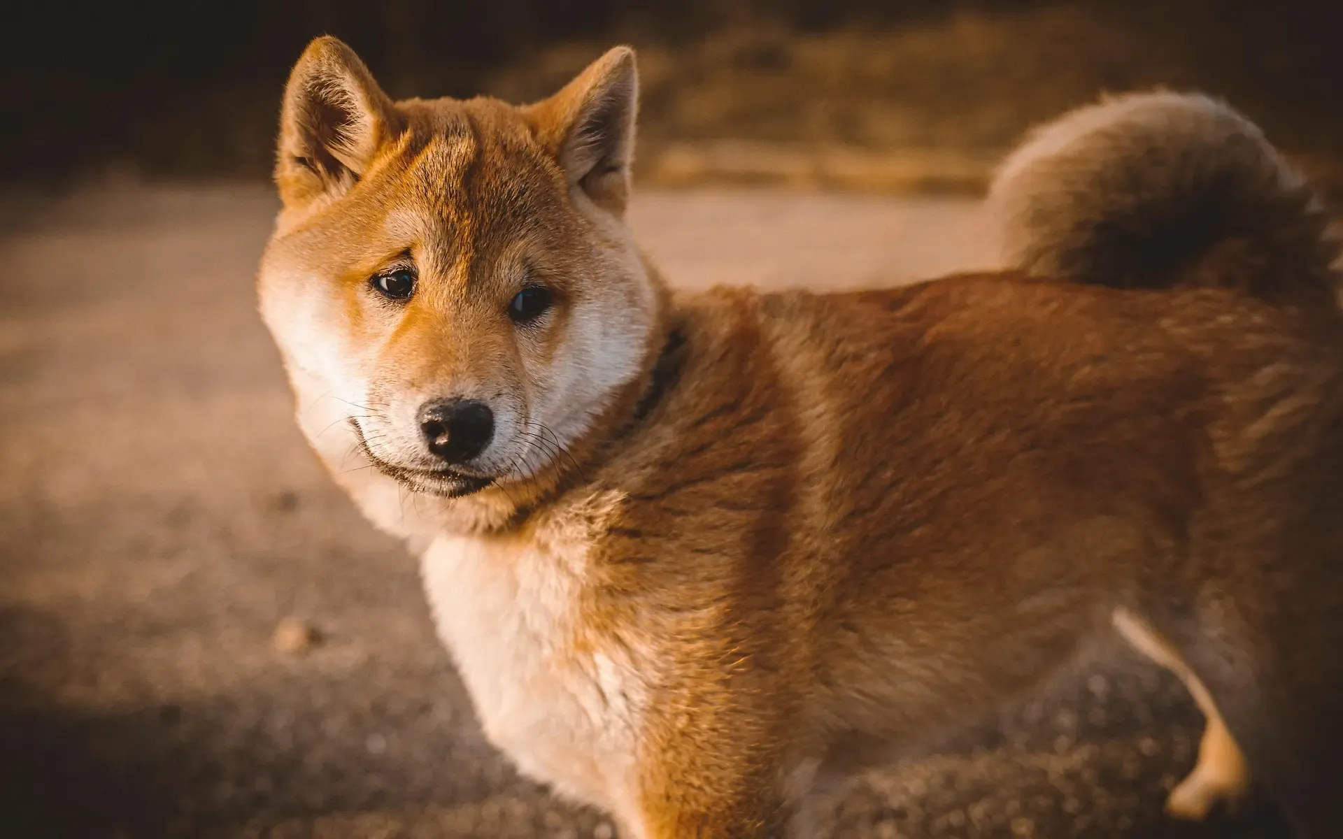 愛犬の定期検診のタイミングと必要性