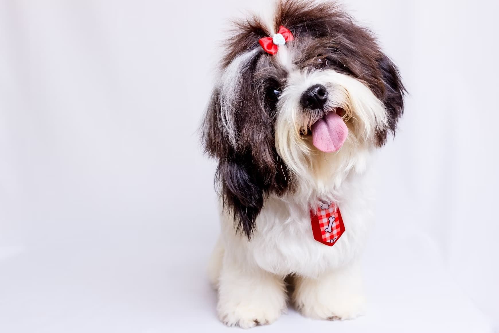 愛犬を健康的に遊びながら体を鍛える運動法