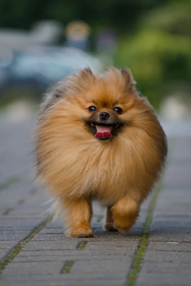 犬がフローリングで滑るのを防ぐ方法と足腰ケア