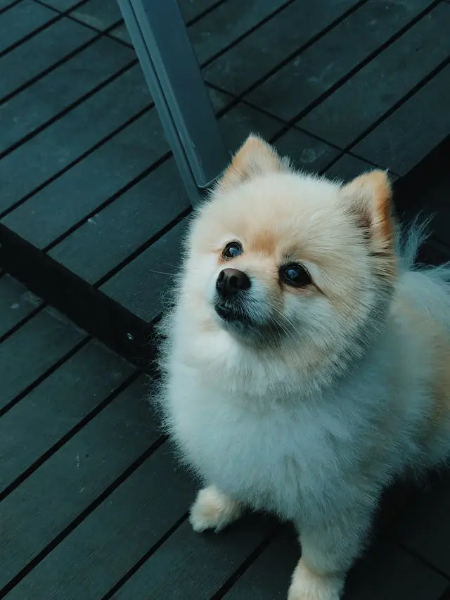 犬が夜になると耳を掻く回数が増えるときに考えるべき湿度との関係