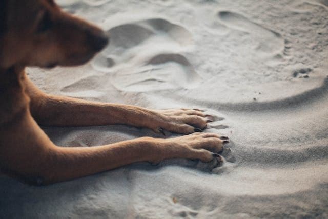 高齢犬が夕方になると混乱したような行動をとる“サンセット症候群”とは