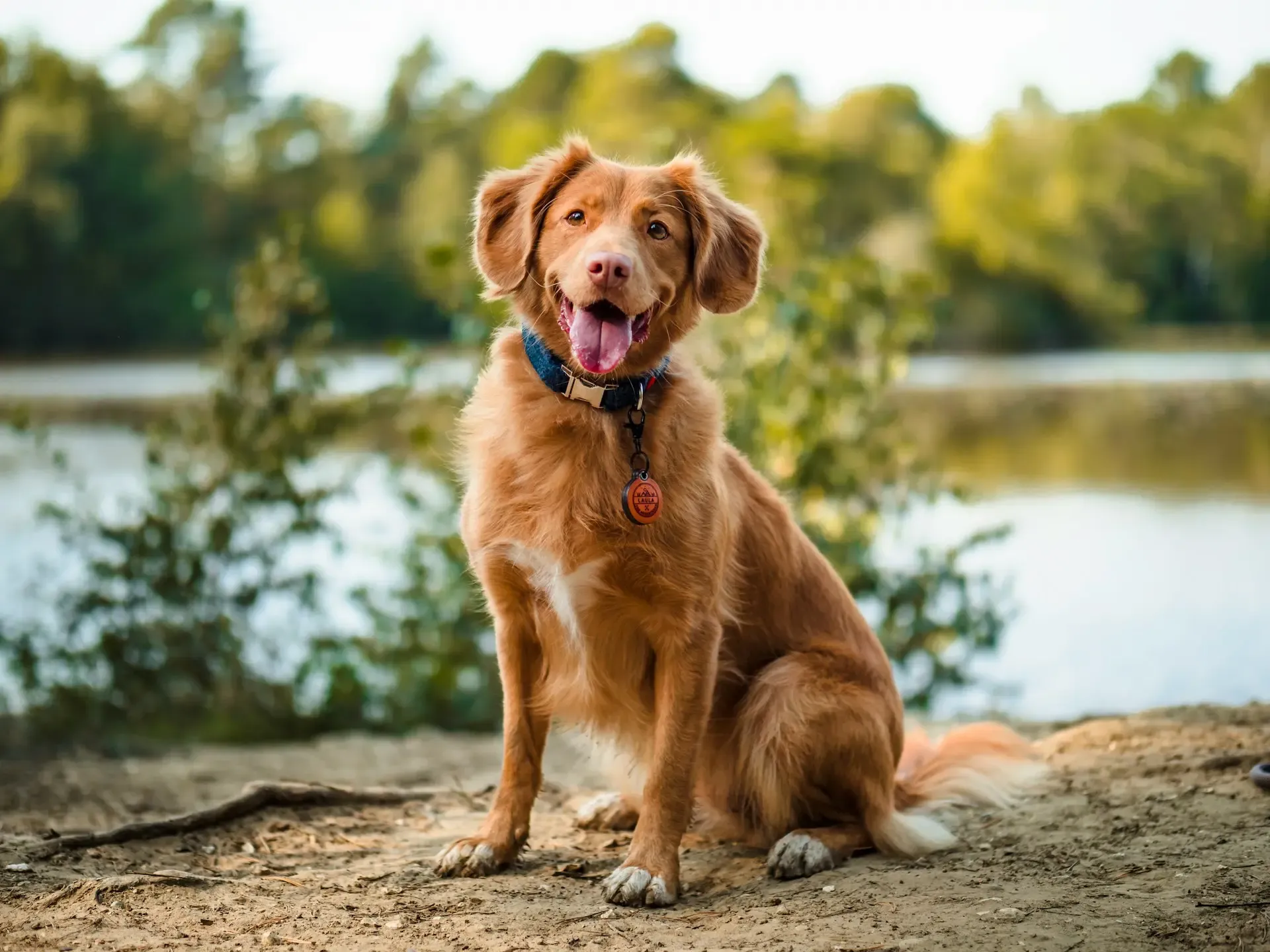 犬の舌が出っぱなしになる症状の原因とケアの必要性