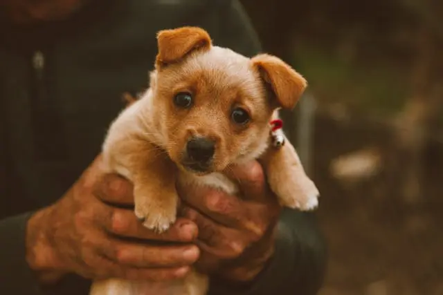 犬が寝起きに立ち上がれない:加齢・神経疾患の可能性