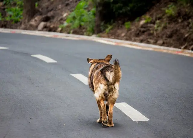 犬が口を開けたまま固まるようになったときの神経系チェックポイント