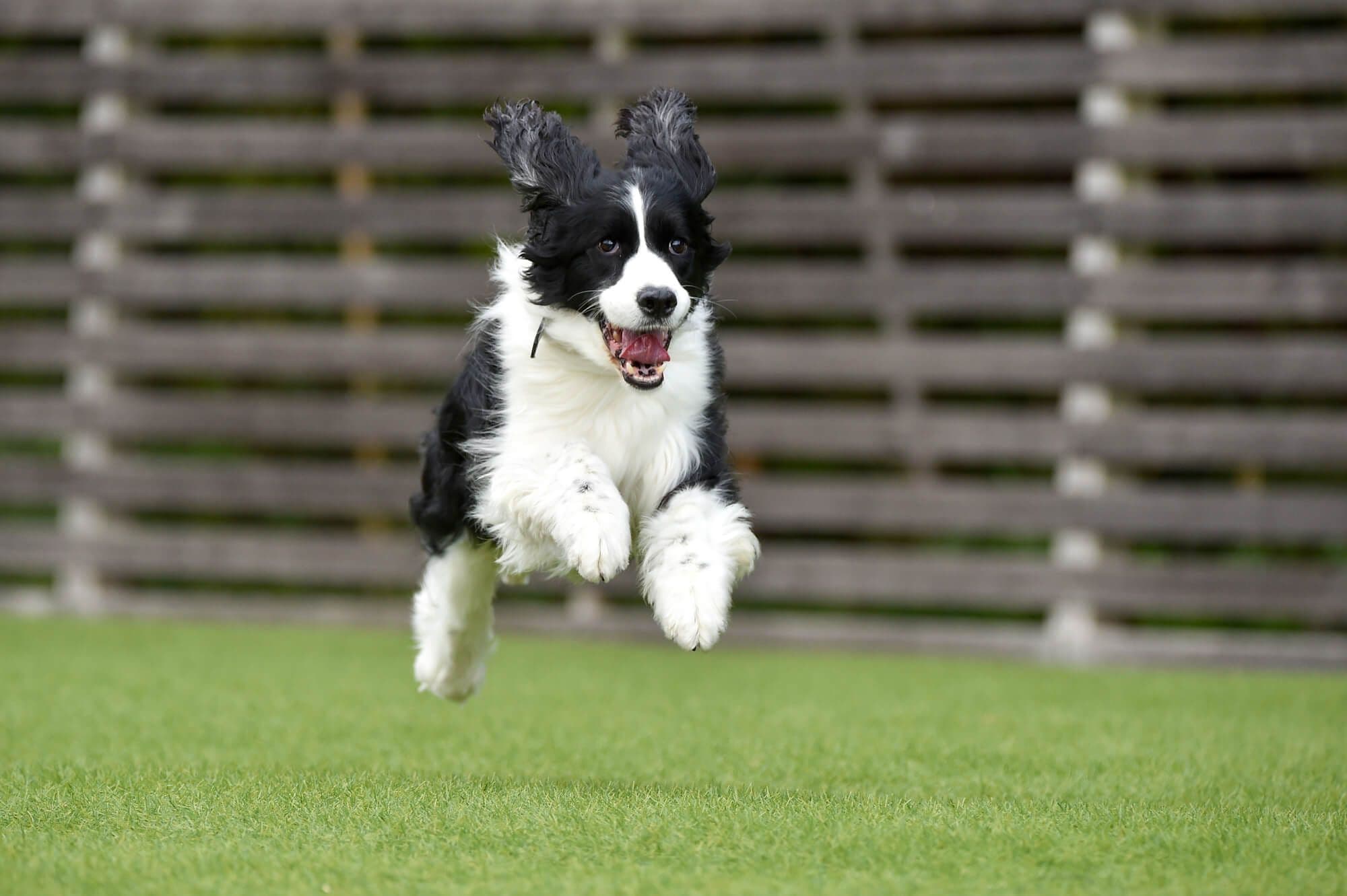 【ボーダーコリー】愛犬のエネルギー発散トレーニング
