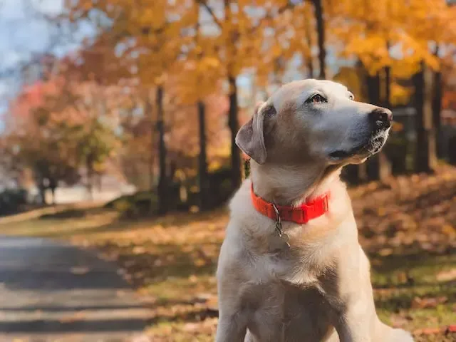 愛犬が自分の排泄物を隠そうとするような行動